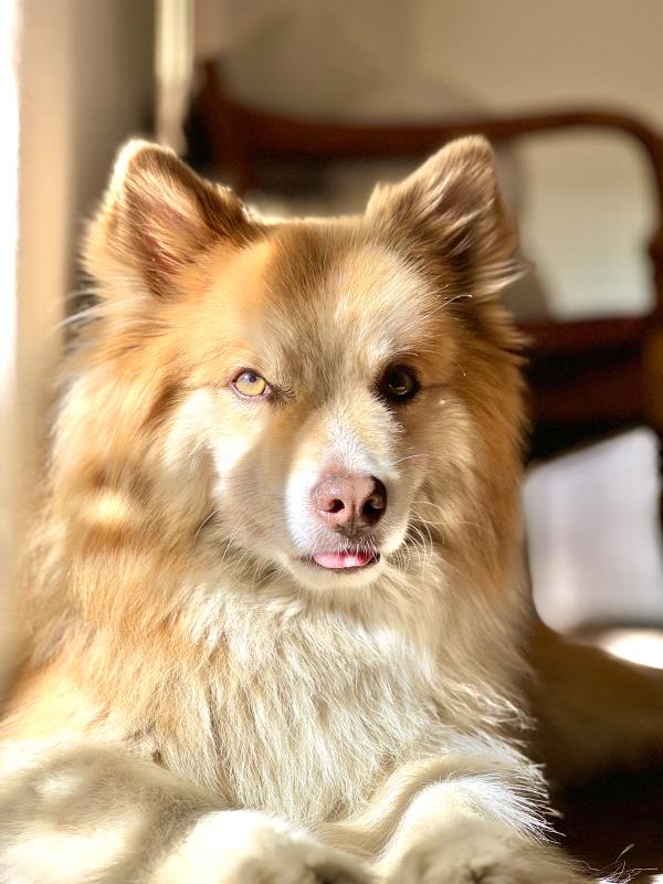 /Images/uploads/The Santa Fe New Mexican/santafepetcontest/entries/33991thumb.jpg